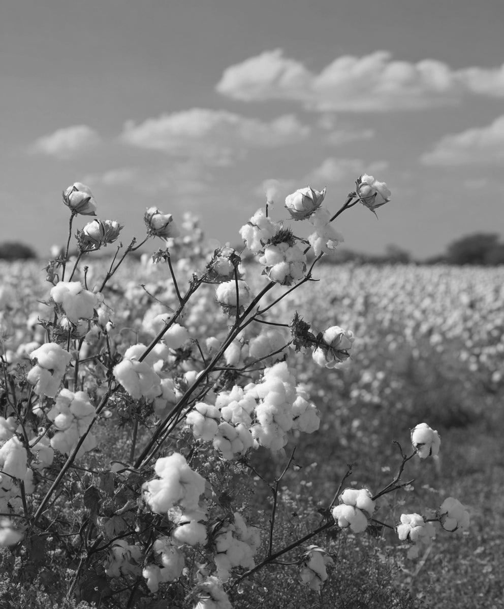 cotton field representing natural cotton used in Erelong underwear